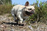 BOULEDOGUE FRANCAIS 109